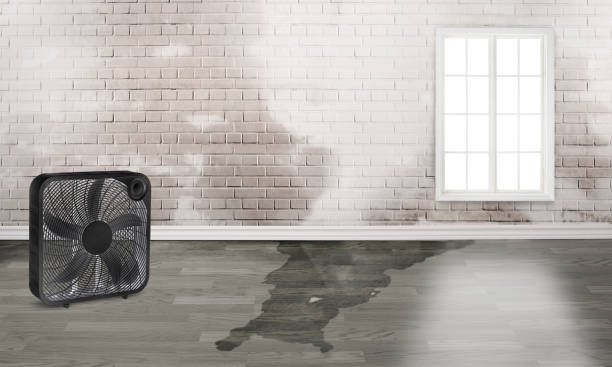 Best Local water damage restoration  in Kingston, TN